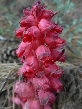 Sarcodes sanguinea Flower